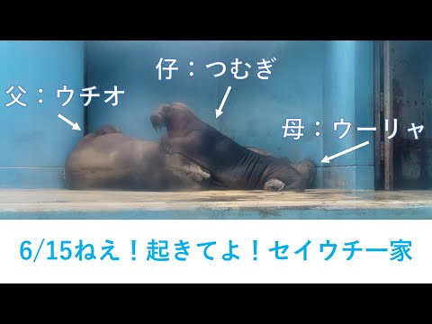 猫の動画サムネイル - 6/15朝のセイウチ一家