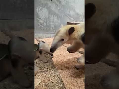 犬の動画サムネイル - 【愛媛県とべ動物園】ママのおやつが気になる♡ミナミコアリクイのあかちゃんイト✨　#shorts
