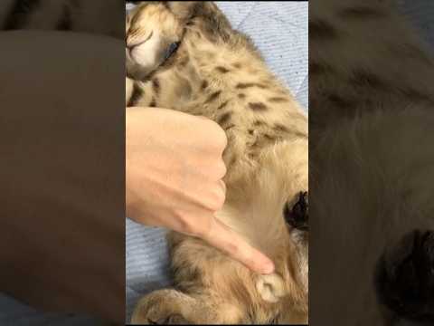 猫の動画サムネイル - 子猫が寝ている隙に、プニっとプッシュすなww #shorts