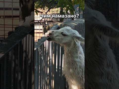 Чому Лама смокче решітку? #лама #тварини #animals #funnyanimals #зоопарк