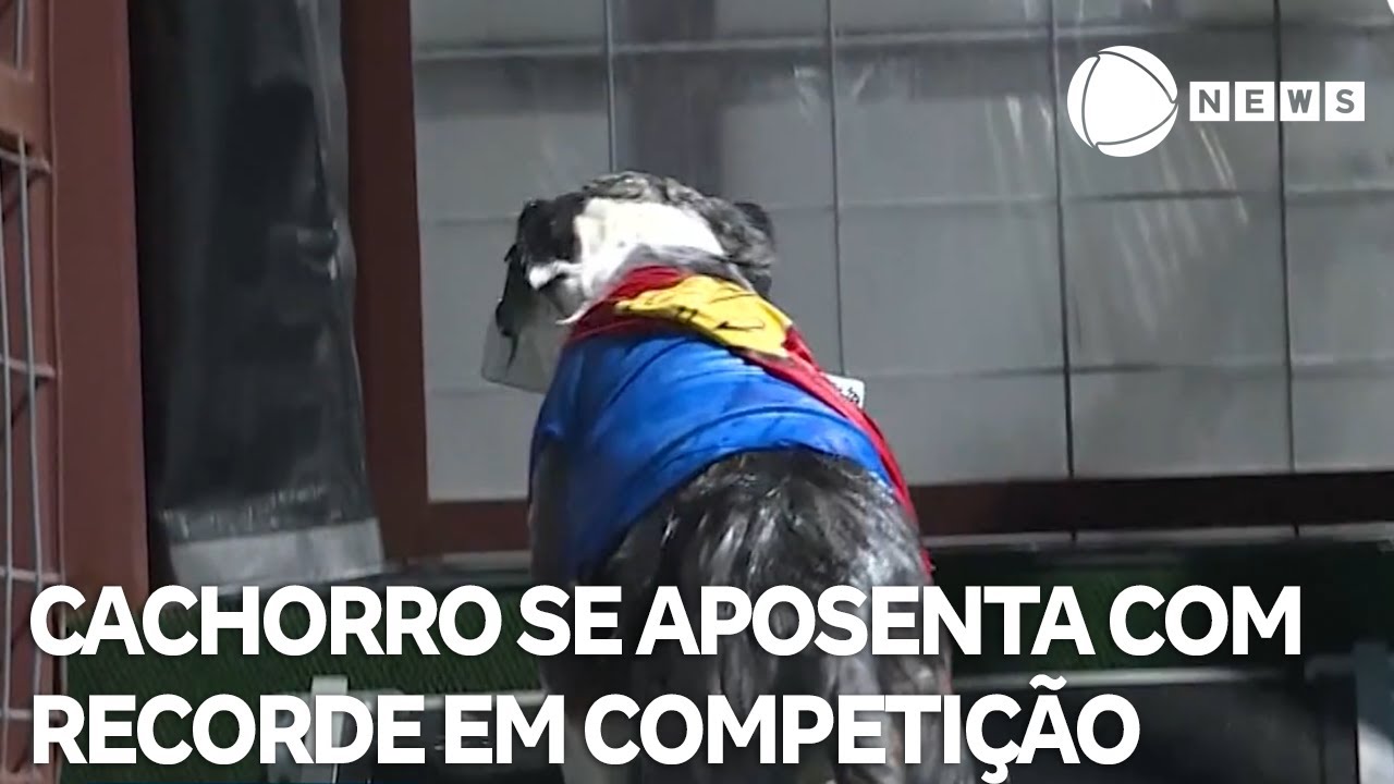 Cachorro de 10 anos se aposenta com recorde em competição