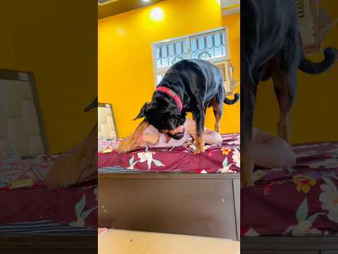 Rottweiler’s Stubborn Side Will Shock You 😅 | Watch Till End🐾#Rottweiler #StubbornDog#DogAttitude