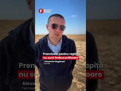 Cultura de rapiță nu a răsărit încă în vestul țării
