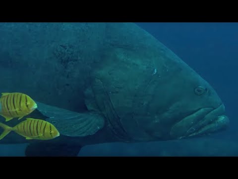 Deadly Predators of the Reef: the Queensland Grouper and the Sea Snake | BBC Earth - UCwmZiChSryoWQCZMIQezgTg