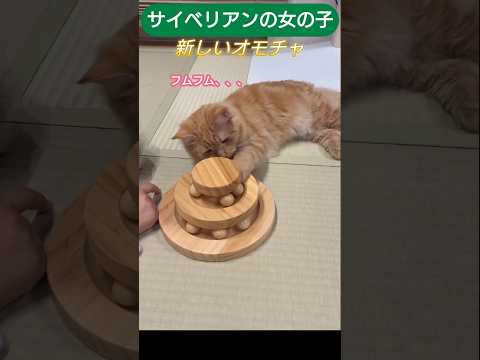 猫様に新しいオモチャを購入　サイベリアン女の子 #cat #しゃむねこ #猫のいる生活 #ネコガミ #猫のいる暮らし #ネコムート #ねこ #子ネコ #ねこのいる生活 #にゃんグラム