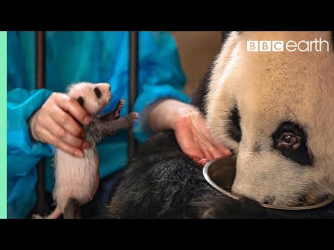 Panda Doesn't Realise She's Had Twins! | BBC Earth - UCwmZiChSryoWQCZMIQezgTg