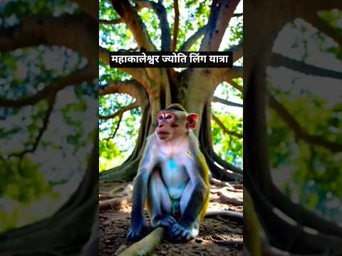 बन्दर ने की 12 ज्योतिलिंग यात्रा प्रारंभ #shorts #youtubeshorts #shortvideos #youtuber #ai #cartoon