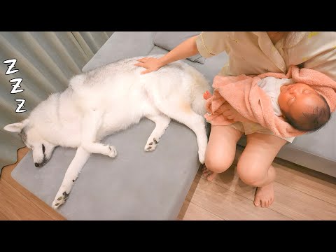 寝かしつけを手伝うつもりが、うっかり寝落ちした愛犬がこうなりました...笑