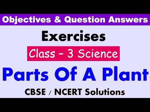 Parts Of A Plant | Class : 3 | Science | Exercises and Question Answers| CBSE / NCERT |