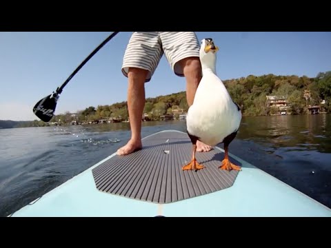 Paddle boarding with a DUCK! Quack! - UCTs-d2DgyuJVRICivxe2Ktg