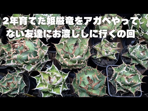 #131 2年育てた姫厳竜をアガベやってない友達にお渡ししに行くの回