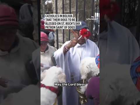 Catholics in Bolivia take their dogs to be blessed on St. Roch's Day, patron saint of dogs