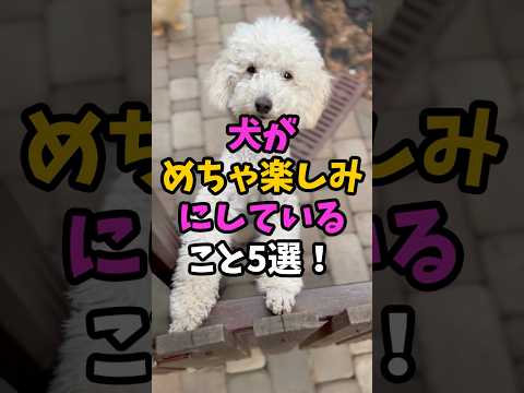 🐶犬がめちゃ楽しみにしていること5選【愛犬家向け犬雑学】#犬の豆知識 #犬のいる生活 #犬の気持ち #犬 #shorts