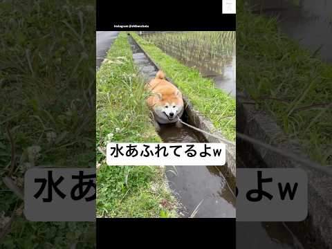 爆笑‼️水の流れを完全封鎖する柴犬😂　#柴犬　#犬　#かわいい犬 #犬のいる暮らし #面白い サムネイル