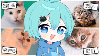 【配信】面白い猫の動画を一緒に見る！！！！！【そらねこ】【めろんぱーかー】【めろぱか】