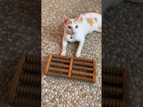 🥰😍🥰🥰 #cat #catlover #cats #catvideos