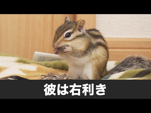 シマリスに利き手ってあんの？？？