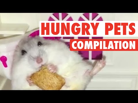 Hungry, Hungry Pets || Funny Food Compilation - UCPIvT-zcQl2H0vabdXJGcpg