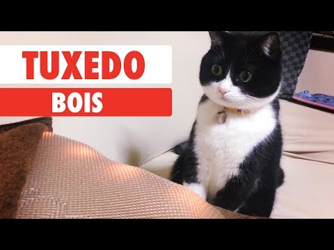 Tuxedo Bois - UCPIvT-zcQl2H0vabdXJGcpg