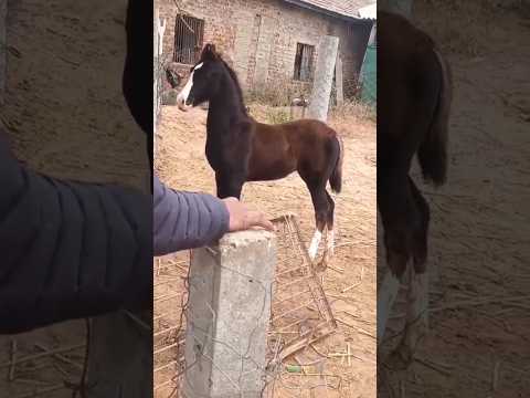 osm 🥰#shorts #horse #horselover #animals #ghoda #ghodi #horseriding #trending