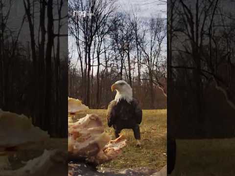 An eagle flexes its dominance over crows!