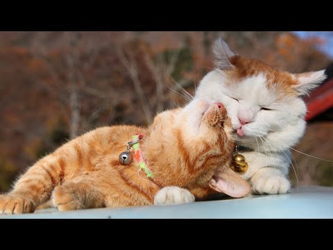 猫の動画サムネイル - かご猫LIVE配信　2025年07月11日