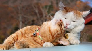 動画サムネイル