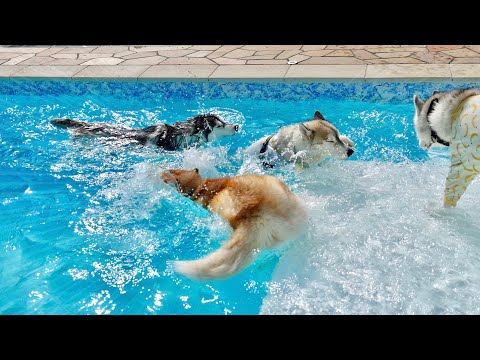 【落下】段差に気づかず次々と踏み外してプールの底に沈んでいくハスキー犬たちが面白すぎるww 【シベリアンハスキー】