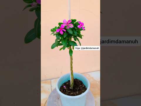 Vinca trançada #jardim #jardinagem #planta #plantas