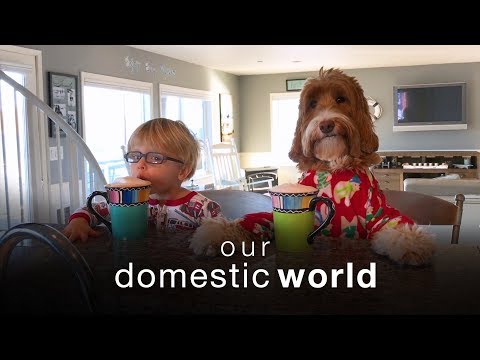 Our Domestic World: The Stairs & The Porch | The Pet Collective - UCPIvT-zcQl2H0vabdXJGcpg
