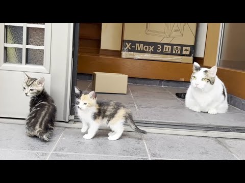 散歩のプロと思い出を作る子猫