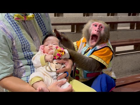 人間の赤ちゃんをあやすのが得意な天才ニホンザルがすごすぎる