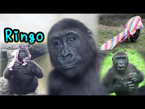 犬の動画サムネイル - Dynamic Gorilla Ringo cutest moments|Jabali金剛猩猩Ringo萌寶貝可愛爆擊集錦2  D'jeeco,Tayari,Iriki #ゴリラ #台北市立動物園