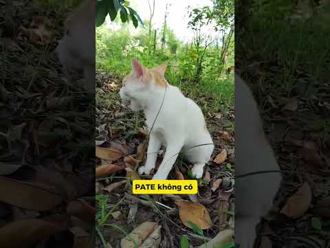 CÚ LỪA THẾ KỶ 😹 MÈO KHÓC THÉT, CẮN BAY CẢ LÔNG! #meo #vutrudramameo #funny #xuhuong #meme