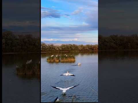 Pelicans at sunrise on a lake near Fallon NV #shorts #sunrise #gonecamping