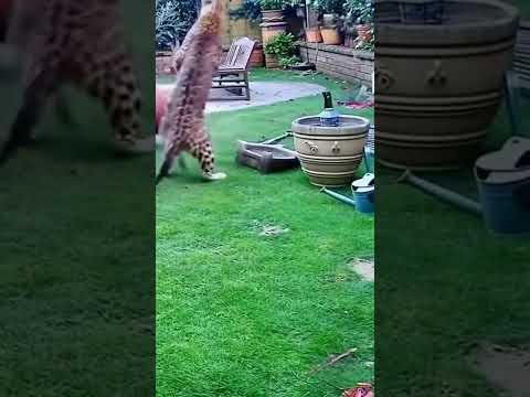 Leopard vs cat #cat #wildlife #animals
