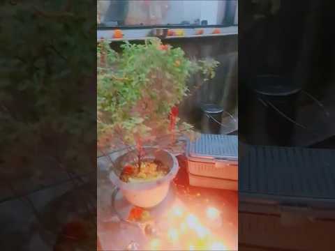 #मंदिर में बेठे श्याम# गमले में# बठी तुलसा , राधे राधे 🙏#.......