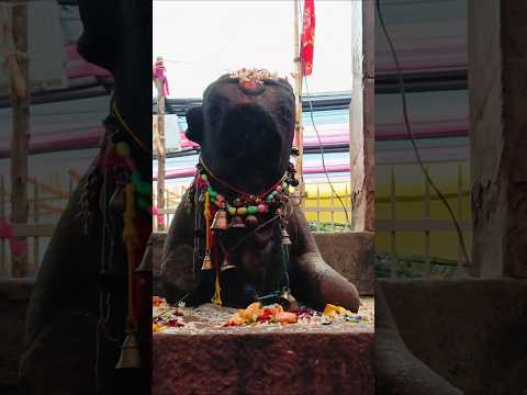 प्राचीन कालीन नंदी की खंडित मूर्ति। अड़भाड़ #छत्तीसगढ़ #history #monument #shiva #nandi #shorts  #yt