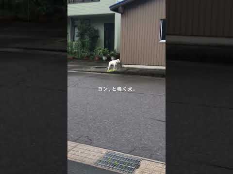 こちらは「ヨン」と鳴かない犬です #Shorts