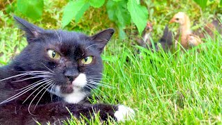 動画サムネイル