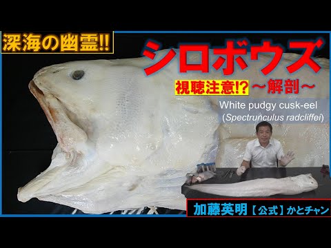 深海の幽霊!幻のシロボウズ!何食べてる?巨大深海魚を解剖!White pudgy cusk-eel, Spectrunculus radcriffei ≫ 加藤英明【公式】かとチャン