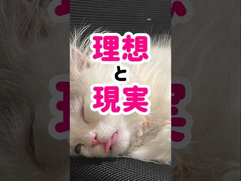 子猫の理想と現実