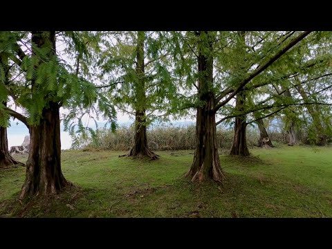 Frequência 528Hz - A frequência do amor