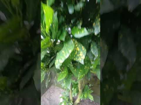 Scenery plant 🪴 || #garden #terrace #trending #shorts #fyp #plants #vegetables