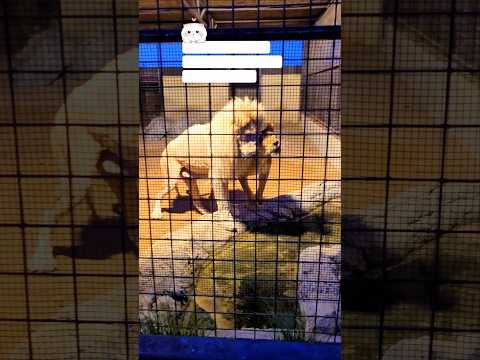 main agar kitaabon se chura k laaun qaayde #dailylife #shorts #foryou