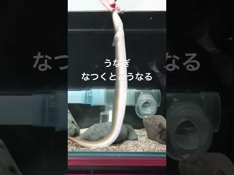 子供うなぎ　育てて7年後