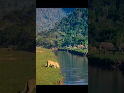 जंगल #का #बटवारा# मजेदार कहानी #🤩😃