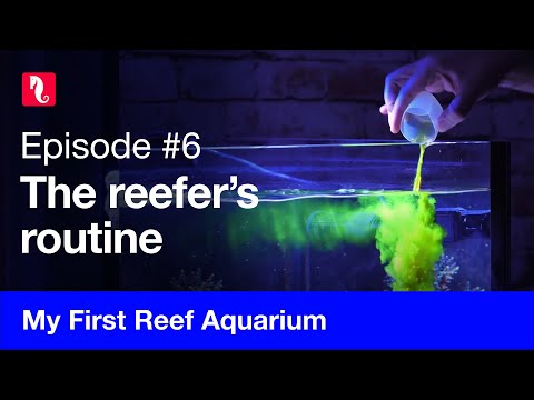 My First Reef Aquarium, episode 6  - The reefer’s routine