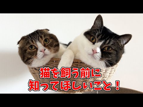 猫を飼う前に絶対に知ってほしいこと！気をつけてほしいこと！