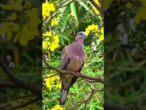 Next Level Birdsong Remix Takes Over TikTok!